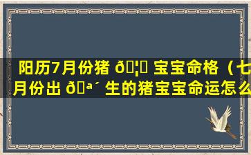 阳历7月份猪 🦋 宝宝命格（七月份出 🪴 生的猪宝宝命运怎么样）